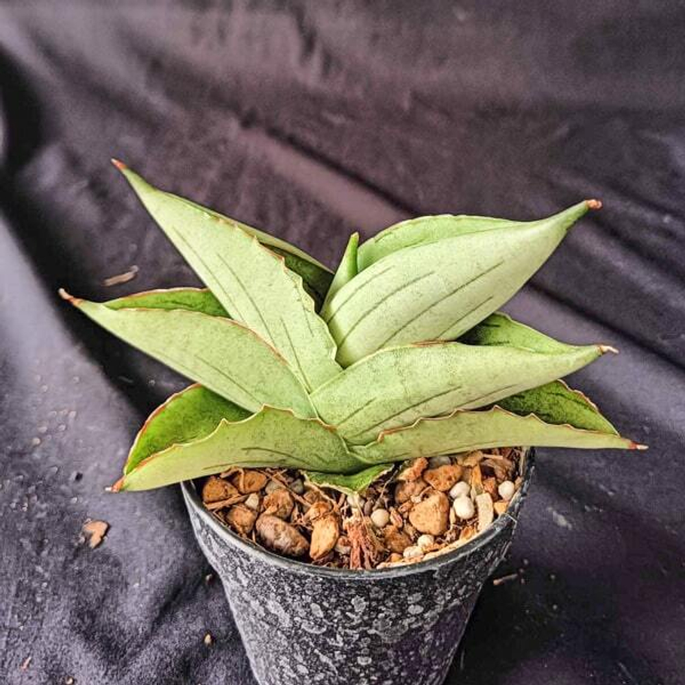 Сансевиерия RUGBY