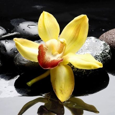 Орхидея желтая 2