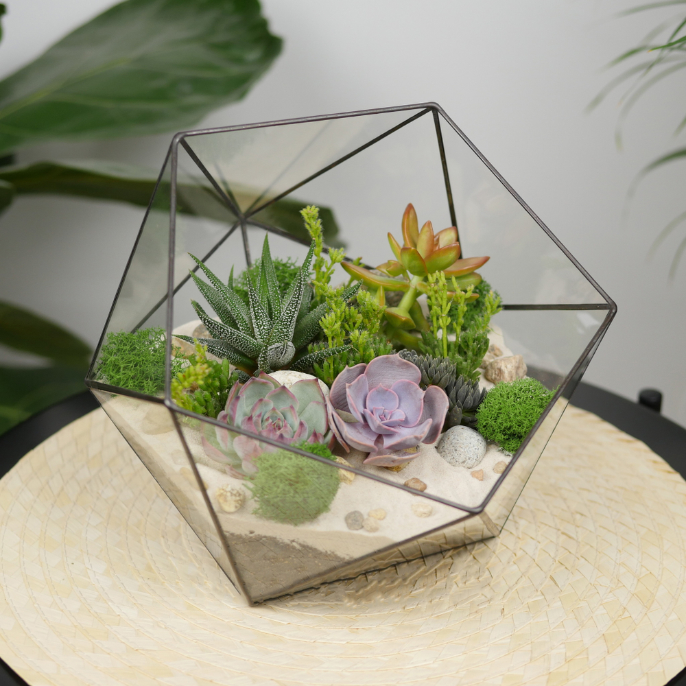 Набор для создания флорариума с суккулентами Икос