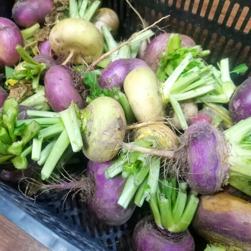 Репа Русская