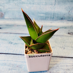 Sansevieria Abbey Crown (Сансевиерия)