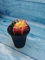 Gymnocalycium Variegata (Гимнокалициум Вариегатный)