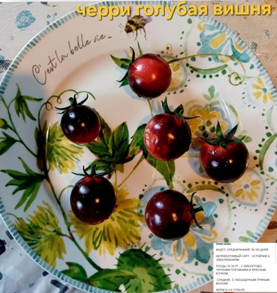 РАССАДА ТОМАТОВ ЧЕРРИ ГОЛУБАЯ ВИШНЯ