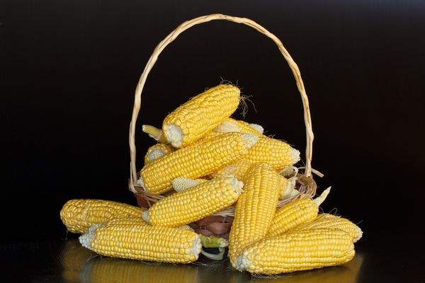 Технология выращивания сладкой кукурузы