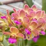 Ринхостилис RHY 37-PREM GAMON