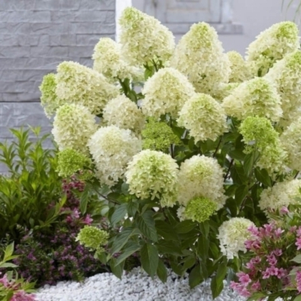 Гортензия метельчатая SkayFall (Скайфолл) 30 см