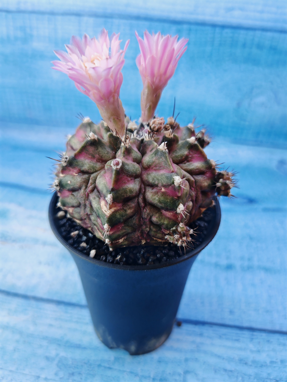 Gymnocalycium T-Rex Pink hybride (Гимнокалициум T-rex)