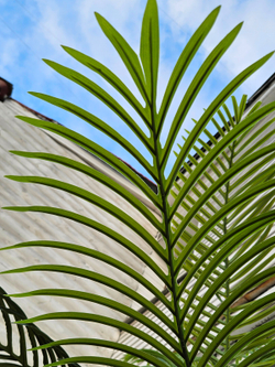 Искусственная Пальма Арека 250см в кашпо