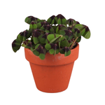 Оксалис (Кислица)