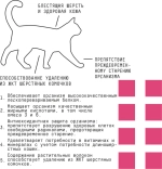 AJO (Айо) Cat Skin & Hair Сухой полнорационный корм для кошек здоровая кожа и красивая шерсть, 400 г