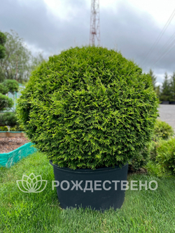 Туя западная Брабант Шар