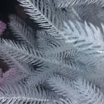 Белая елка «Хрустальная» (Литая хвоя прозрачно-белая) 215 см / 2,15 м