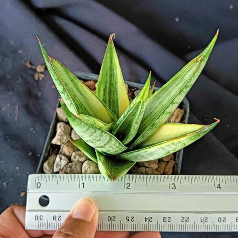 Сансевиерия PAGODA VAR