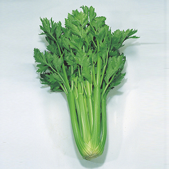 Дарклет F1 семена сельдерея (Takii / Таки)