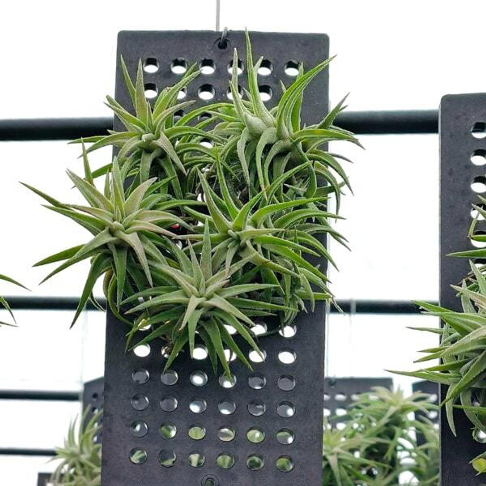 Тилландсия vanhyningii (plastic board) CLUMP S