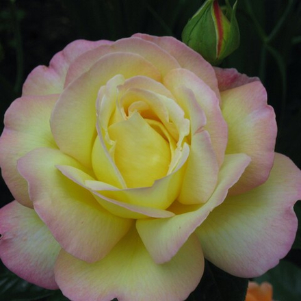 Роза Глория Дей