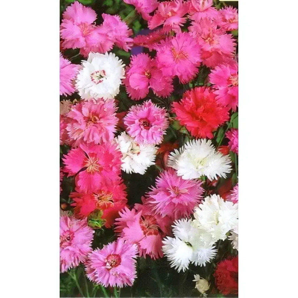 Семена Гвоздика Смесь Окрасок - перистая 0,1гр (УД) Е/П