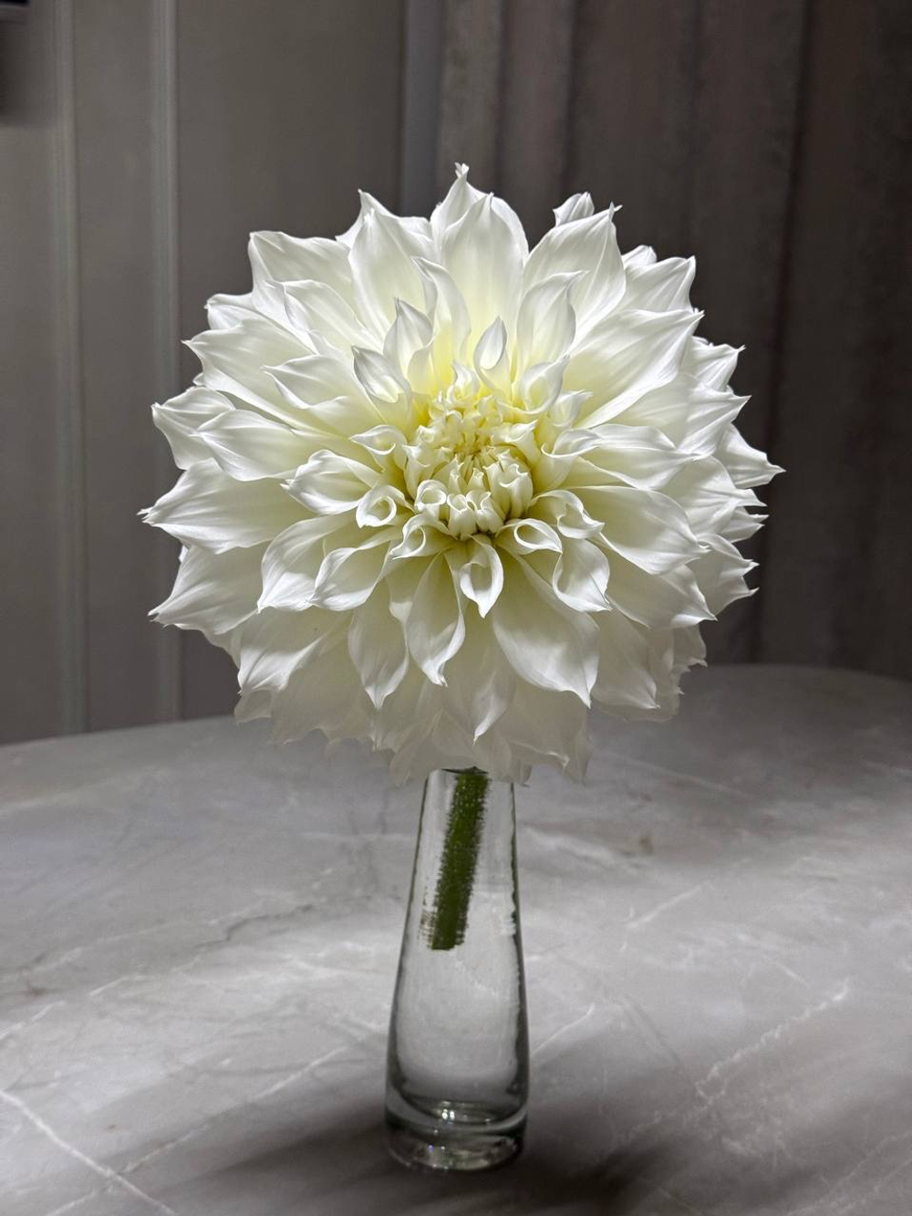 Георгин Флерел (корень) Закупка М55 апрель 2026