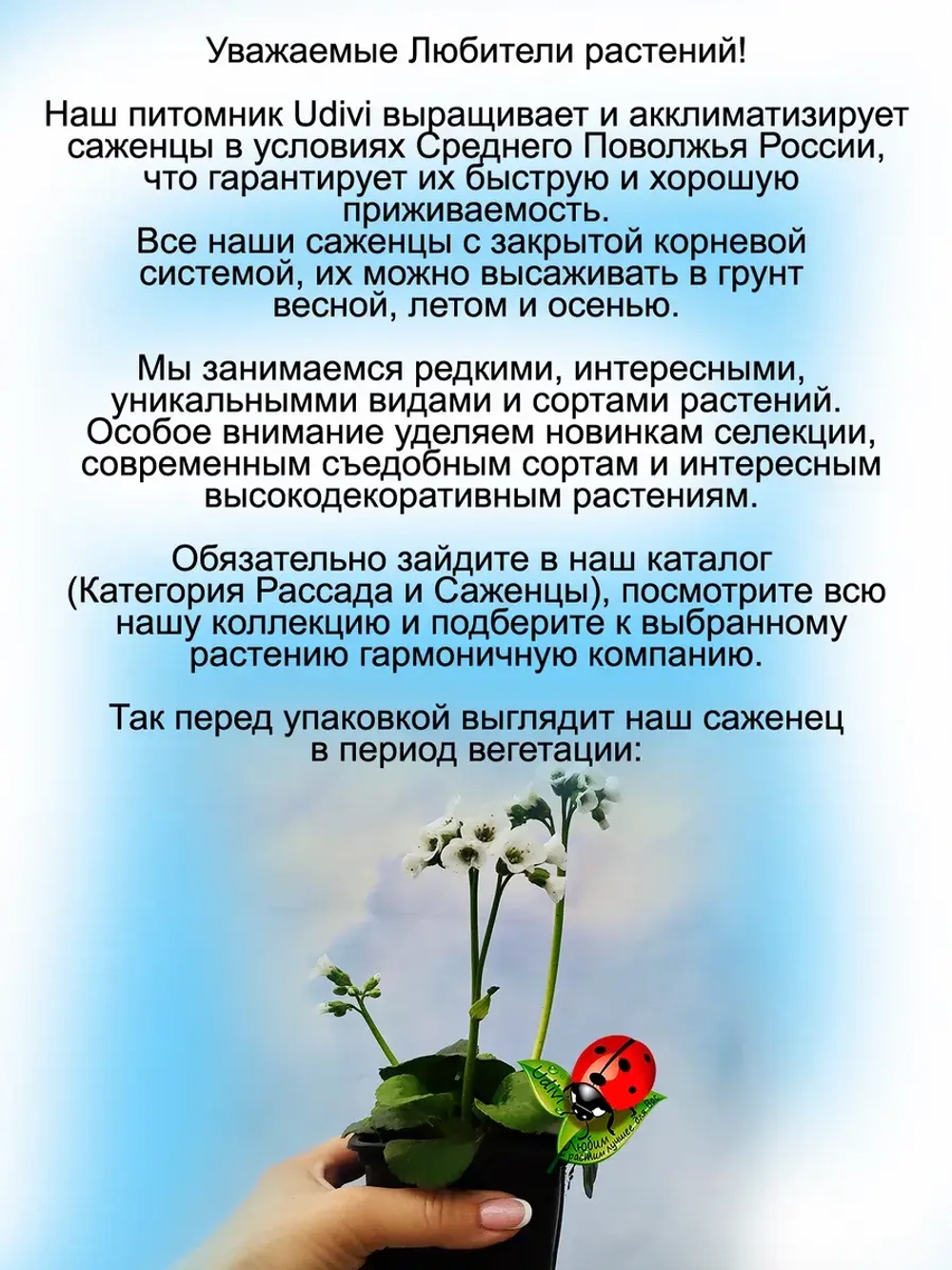 Бадан Брессингем Вайт белый