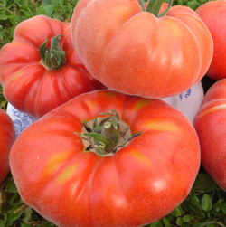 Помидоры Абрикос