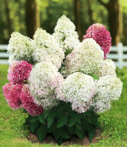 Роял Флауэр (Royal Flower)