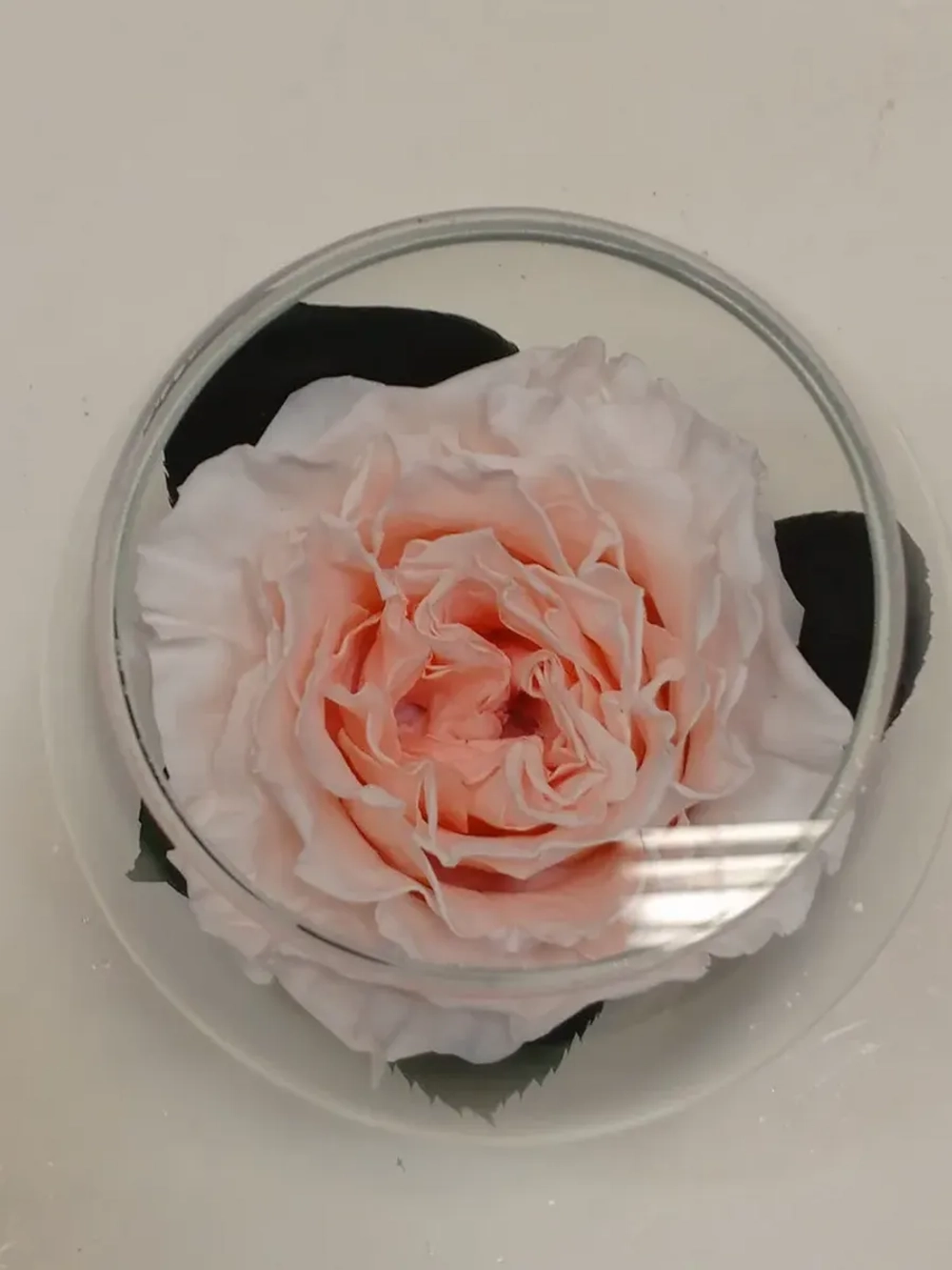 натуральный пион в стекле, вакуум*