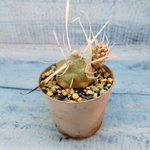 Tephrocactus Articulatus Papyracanthus (Тефрокактус)
