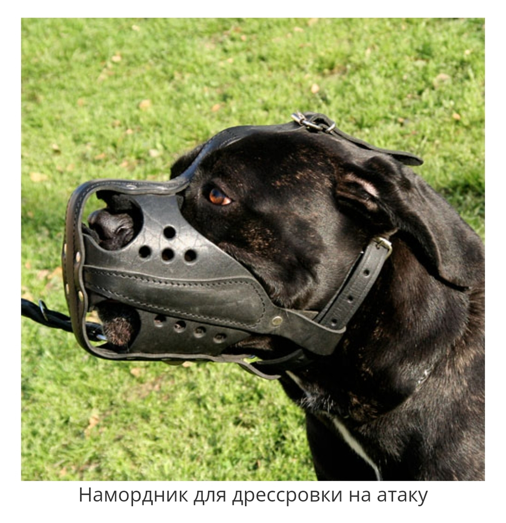 НАМОРДНИК КОЖАНЫЙ "БОЕВОЙ"