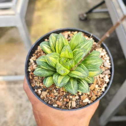 Хавортия MIHO