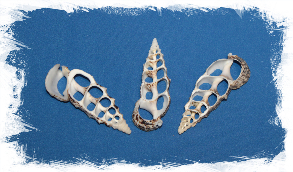 Срез Церитиума