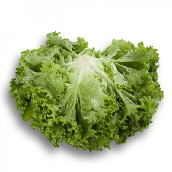 СТАРФАЙТЕР семена салата Rijk Zwaan отзывы – фото 4