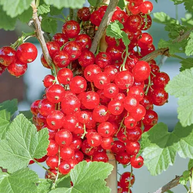 Смородина красная