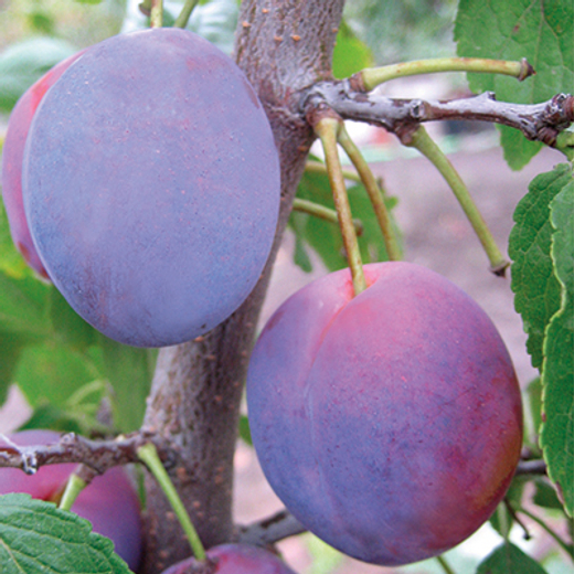 Слива Конфетная С5 Закупка М69 июнь 2026