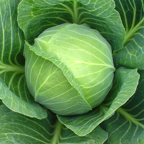 Cемена капусты белокочанной, Мензания F1, Seminis, 10 шт.