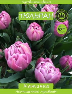 Тюльпан Луковица, Катинка, 6+ шт