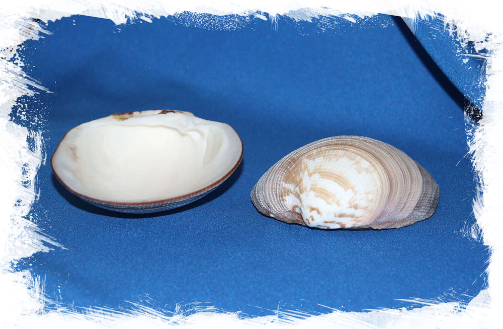 Ракушка Антигона Магнифика двустворчатая