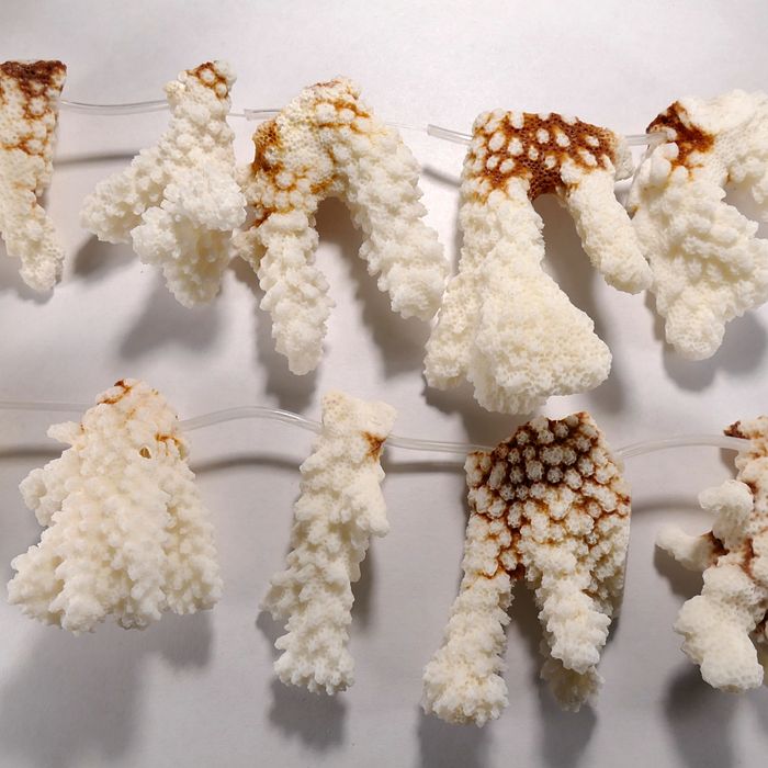 Бусина из коралла бело-коричневого губчатого, фигурная, 40x50 мм (природная форма)