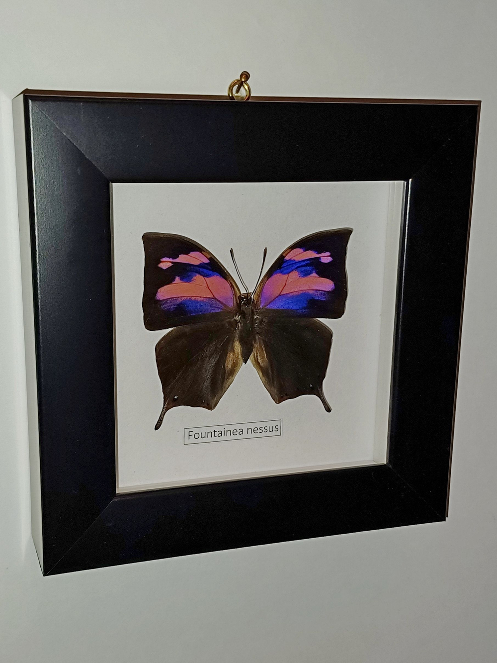 Бабочка Fountainea nessus в рамке
