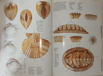 Книга shells guide to the jewels of the sea, Б/У