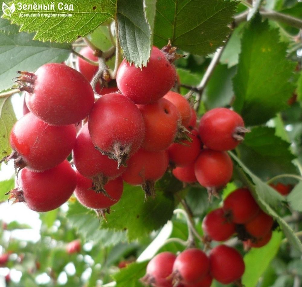 Боярышник Арнольда