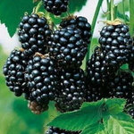 Ежевика Красотка Халл ЗКС