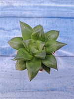 Haworthia Mirabilis hyb. (Хавортия)