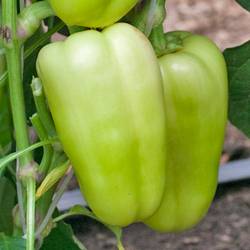 Перец Долли F1 (50шт) Витагрин Профи