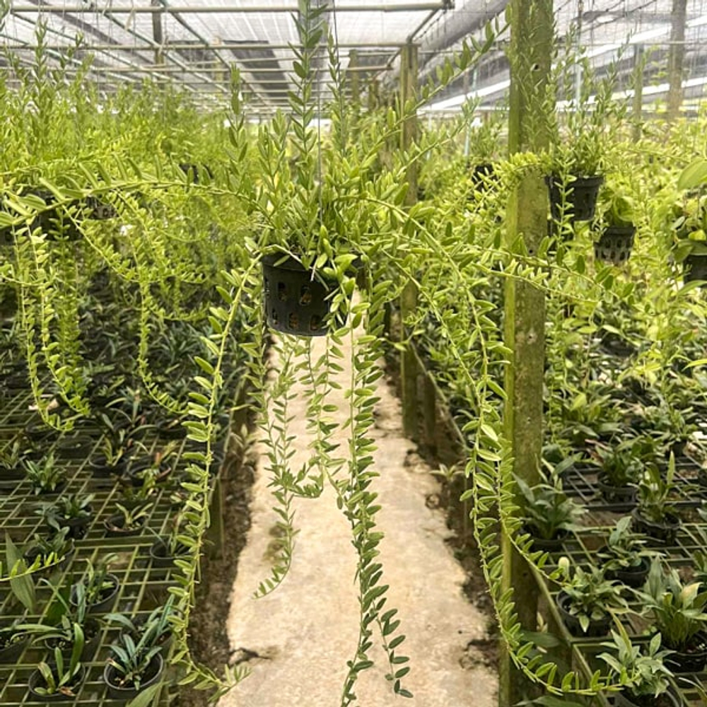 Хойя ENGLERIANA BELLA