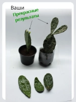 Кактус опунция набор черенков для укоренения