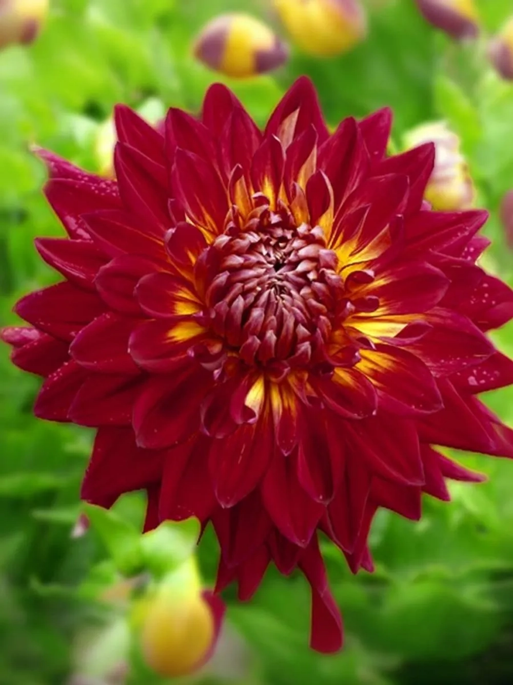 Георгин декоративный Манхэттен Айлэнд