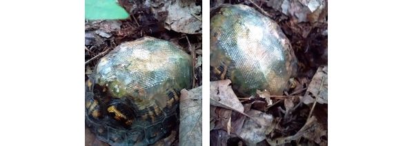 Спустя несколько лет ветеринар встретил черепаху, которую «починил» стекловолокном
