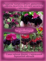 Фуксия Блеки черная