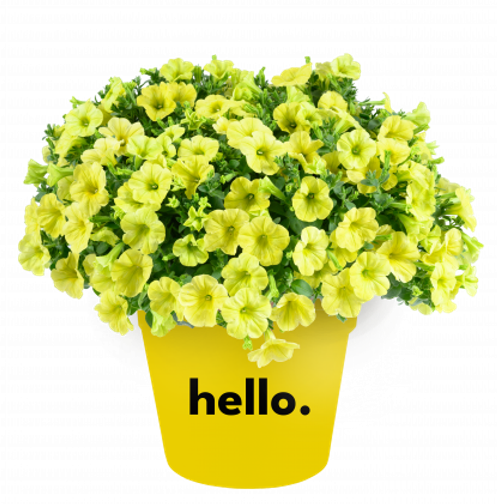 Петуния Capella Hello Sunshine
