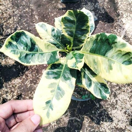 Кротон BOGORENSIS